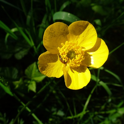 Butterblume mit Käfer