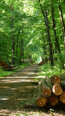 Holz-Weg