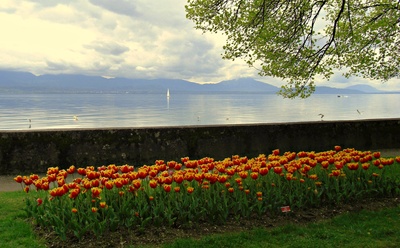 Seeufer bei Morges  7