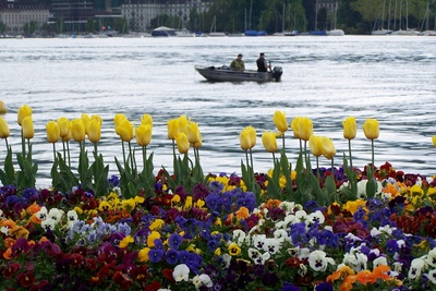 Frühlings Blumenmeer vor dem Zürichsee