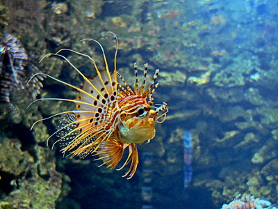 Im Aquarium Nr. 1- Feuerfisch