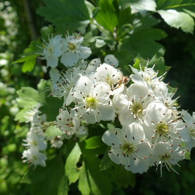 Weiße Blüten