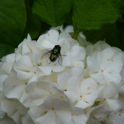 Grüne Fliege auf weißer Blume