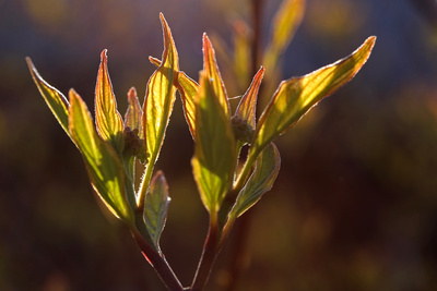 im Gegenlicht