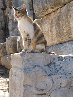 Antike Katze