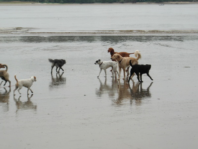 Hunderudel am Strand