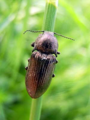 Hübscher Käfer im Landschaftsschutzgebiet