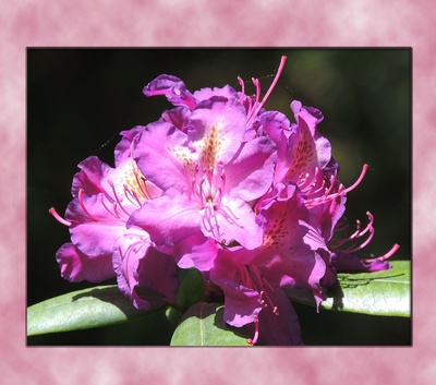 Rhododendron-Makro