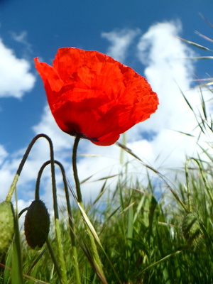 Mohnblume im Sonnenlicht