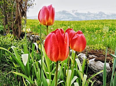 Tulpen vor Alpwiese