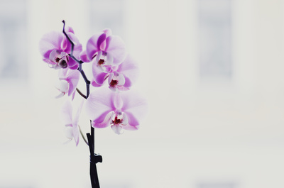 orchidee 3