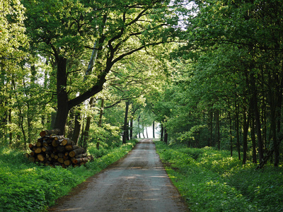 Waldweg im Mai
