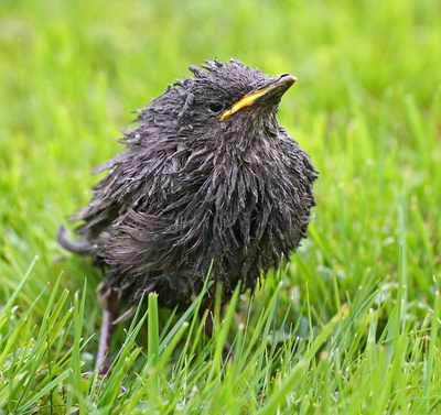 Wo ist mein Shampoo? Wo ist mein Shampoo?