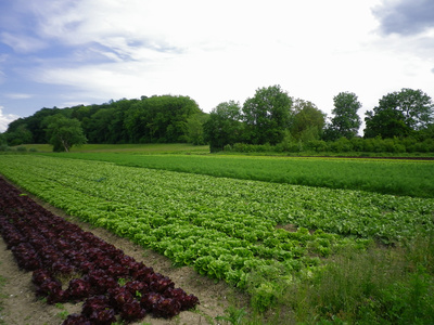 Bio-Salatfelder