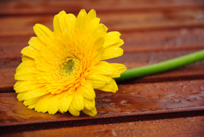 Gerbera