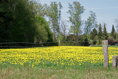 Gelbes Blütenmeer Gelbes Blütenmeer