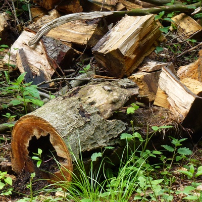 Es war einmal ein Baum