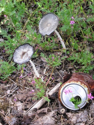 Pilze und alte Coladose