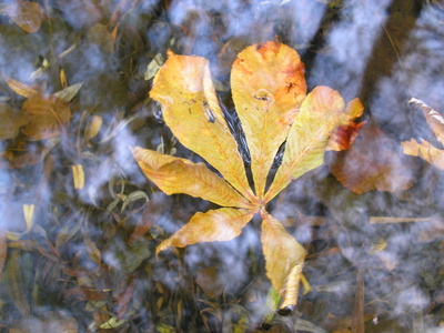 Blatt im Wasser