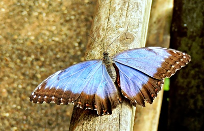 Blauer Morphofalter (Morpho peleides)