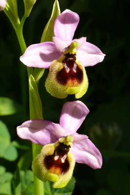 Ragwurz - wilde Orchidee