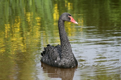 schwarzer schwan