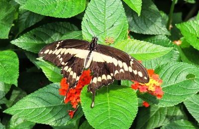 Riesen-Schwalbenschwanz (Papilio Kresphontes)