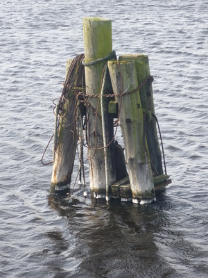 Dalben im Hafen