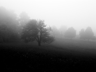 Baum im Nebel