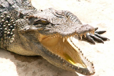 Krokodil in Kambodscha