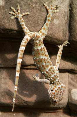 Gecko kopfüber