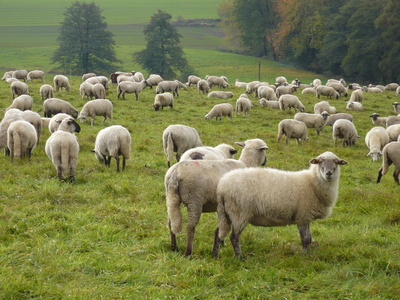 Schafe im Sauerland