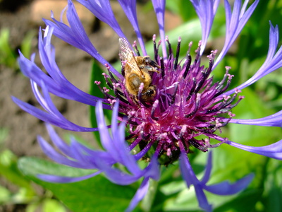 Kornblume mit Biene