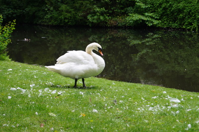 Schwan im Park Jever