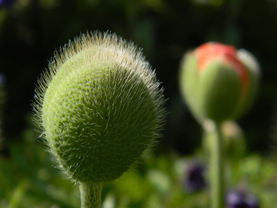 Mohn-Variationen