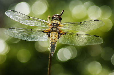 Plattbauchlibelle (1) Plattbauchlibelle (1)
