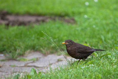 Amsel