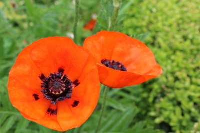 Mohn (01)