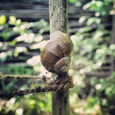 Weinbergschnecke