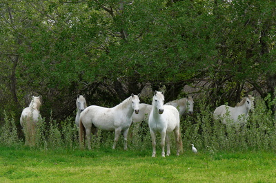 Weiße Pferde der Camargue