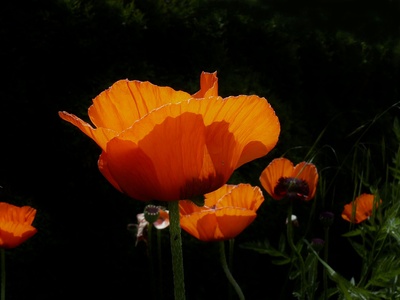 Klatschmohn