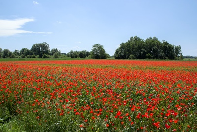 Rotes (Mohn-)Meer