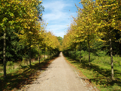 Herbstliche Allee im Park von Schloss Gottorf (Schleswig)