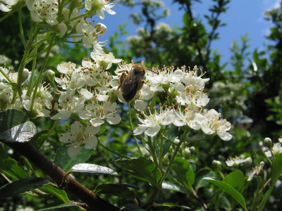 Biene auf blühendem Weißdorn