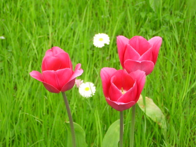 drei rosa Tulpen