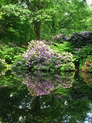 Rhododendron mit Spiegelung im Wasser 2