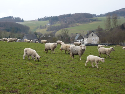 Schafe im Sauerland