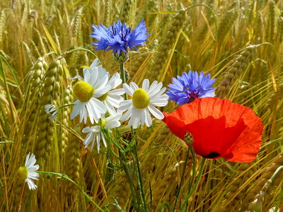 Blumen im Getreidefeld