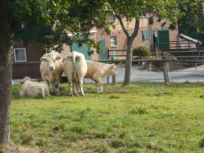 Rinder im Sauerland