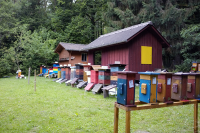 Bienenzucht in der Holzmatt Ersigen